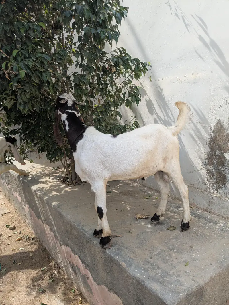 kamori bakra — photo 4