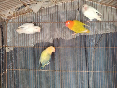 breeder pair for sale