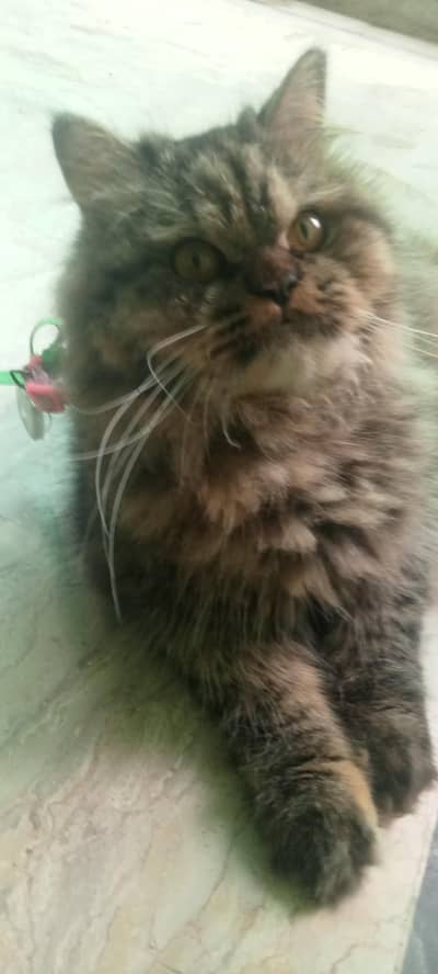 Beautifull persian home cat triple caot adult bread start pet