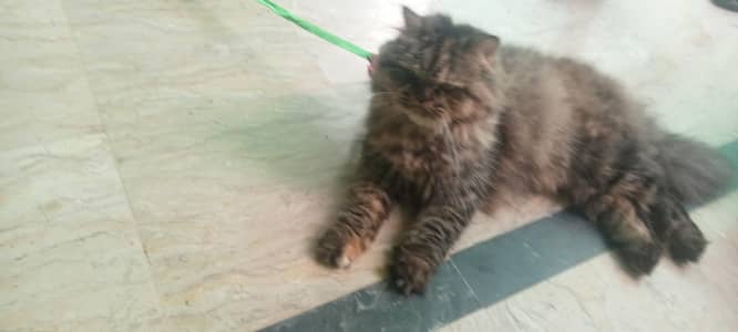 Beautifull persian home cat triple caot adult bread start pet