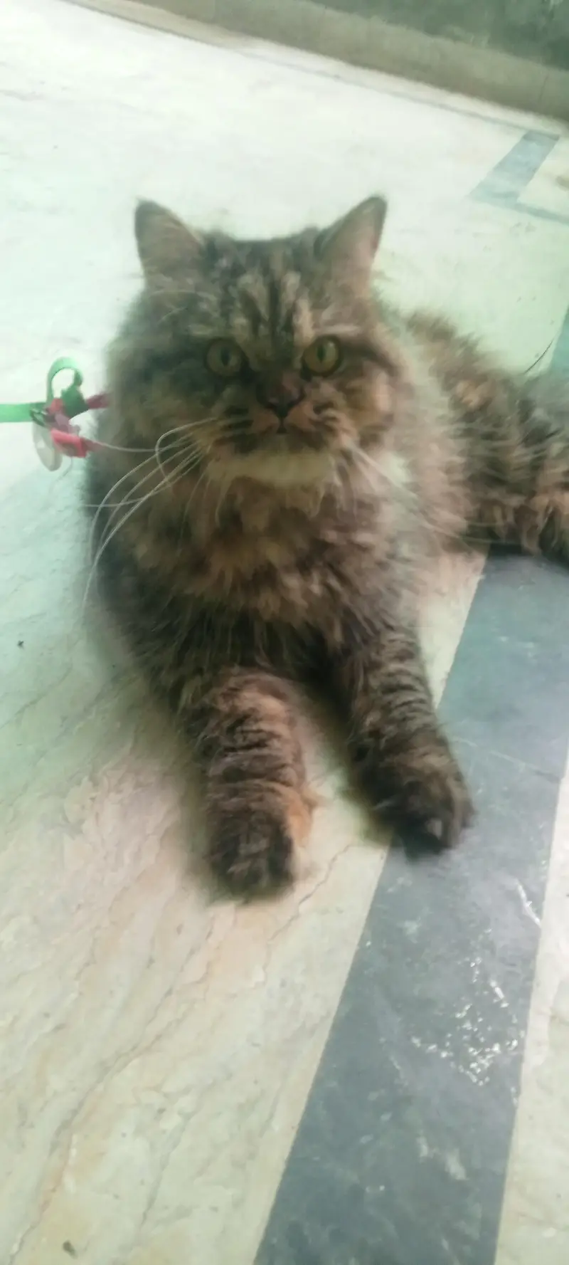 Beautifull persian home cat triple caot adult bread start pet — photo 3