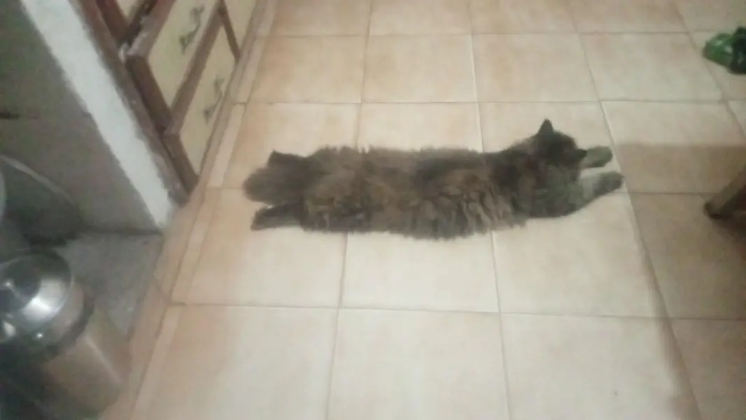 Beautifull persian home cat triple caot adult bread start pet — photo 4