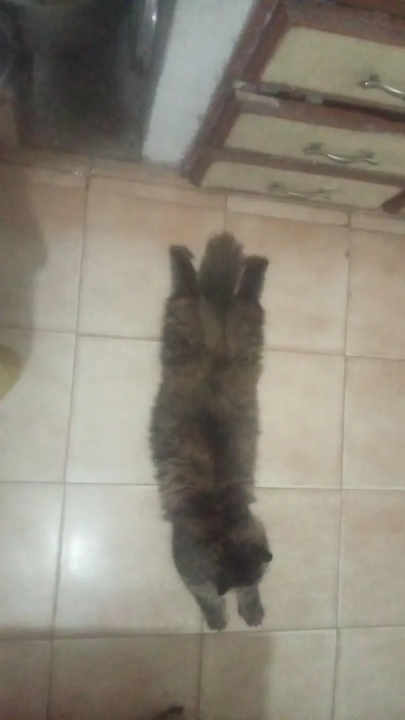 Beautifull persian home cat triple caot adult bread start pet — photo 5