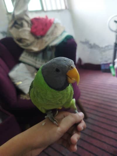mithu parrot talking and hand tame pulm headed long tail