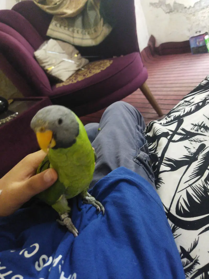 mithu parrot talking and hand tame pulm headed long and buddies pairs — photo 2