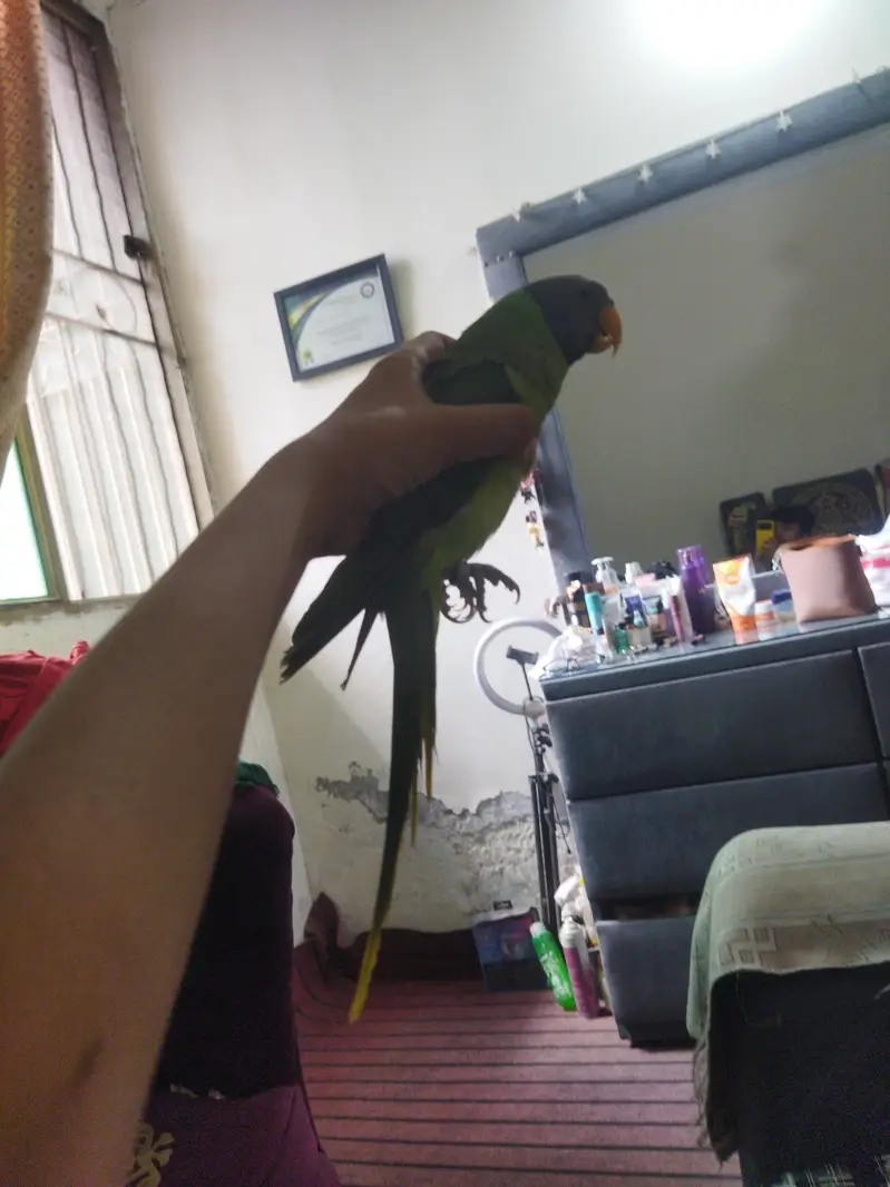 mithu parrot talking and hand tame pulm headed long and buddies pairs — photo 3