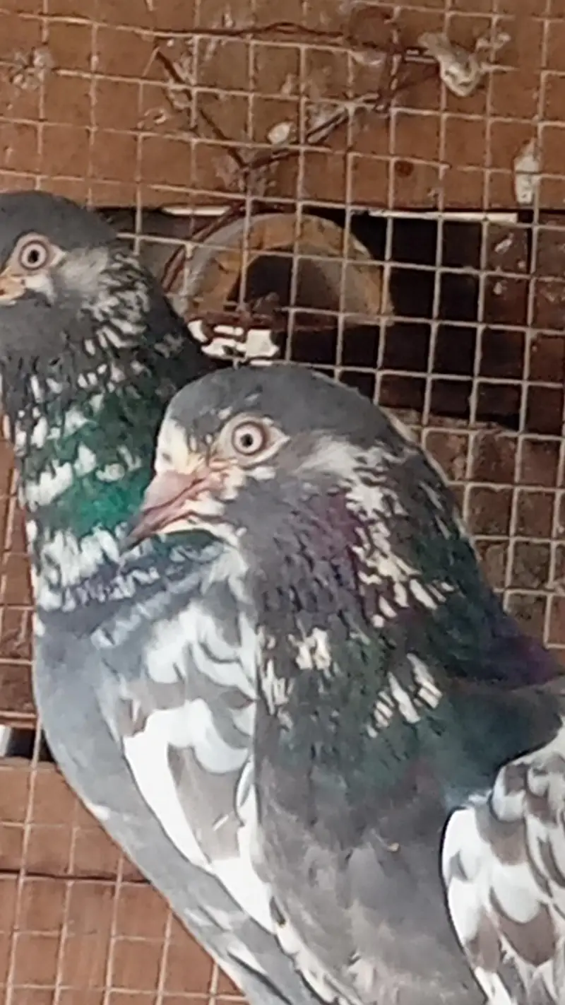 sabaz chena pair for sell — photo 2
