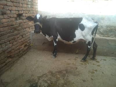 Jersey cross cow