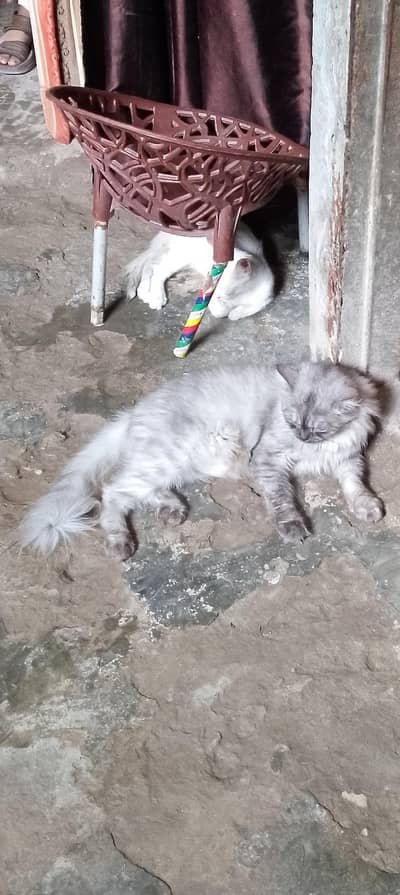parsian cat triple cot