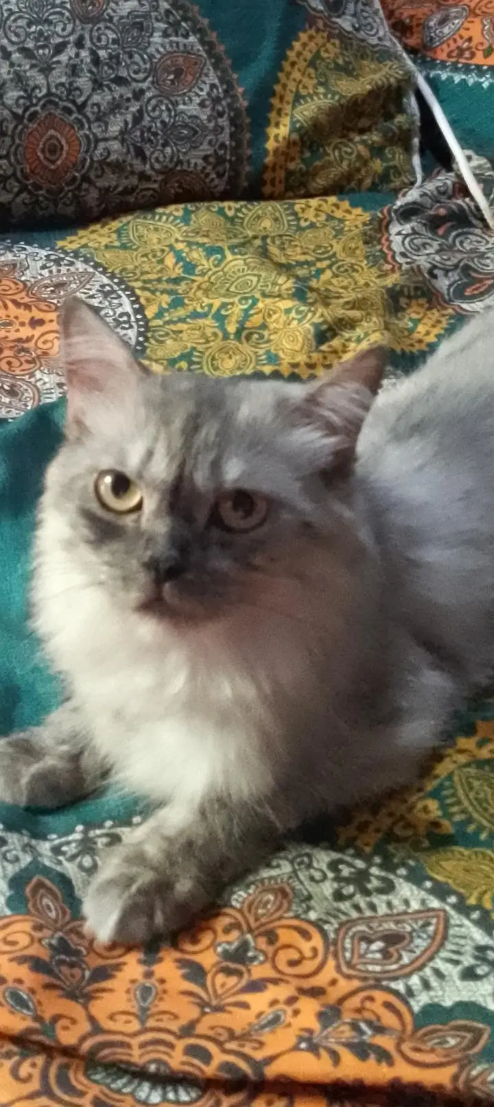 parsian cat triple cot — photo 2
