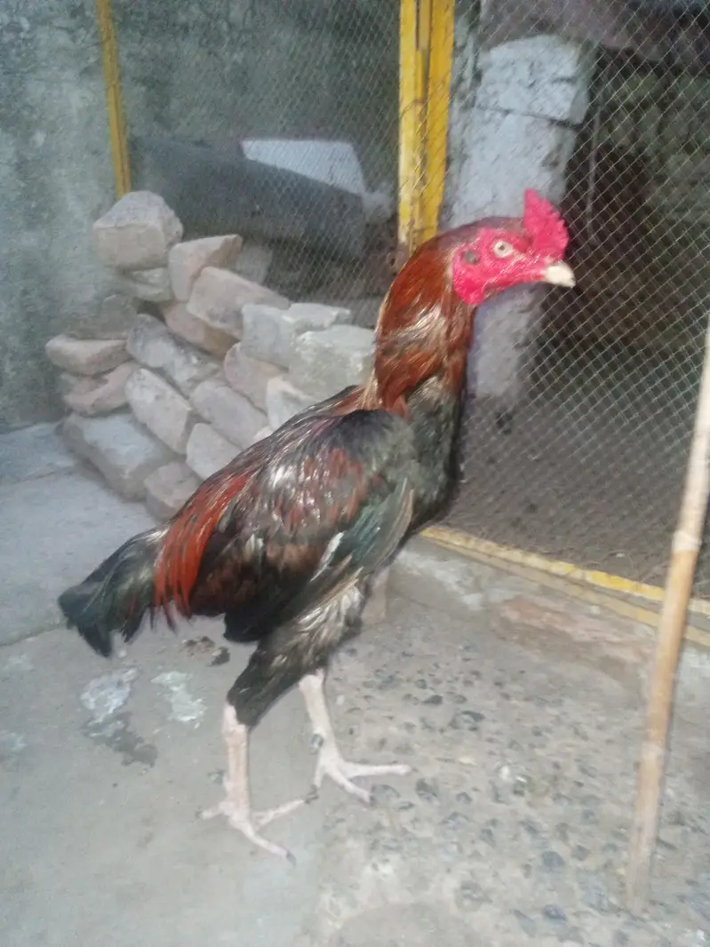 aseel murga exchange possible WhatsApp 03105018400 — photo 2