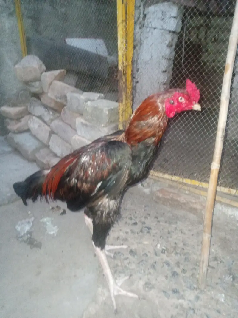 aseel murga exchange possible WhatsApp 03105018400 — photo 3