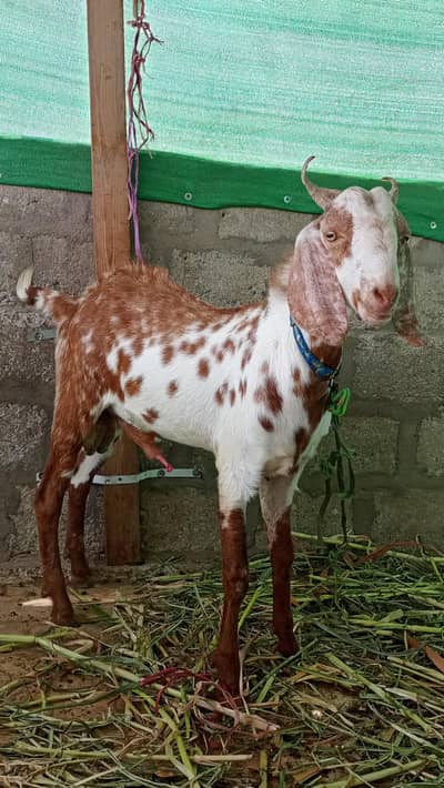 2 pakka dant bakra