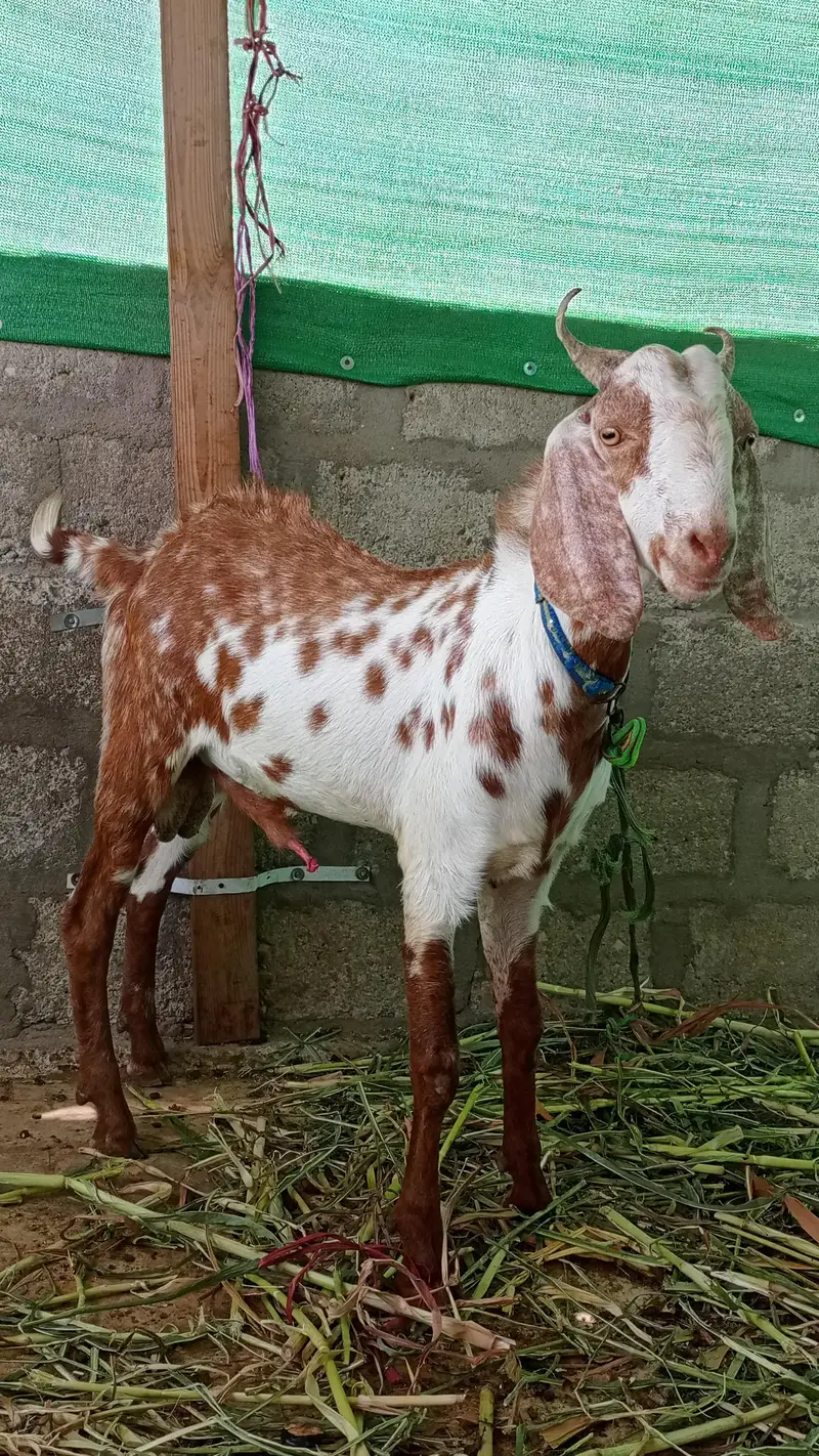 2 pakka dant bakra