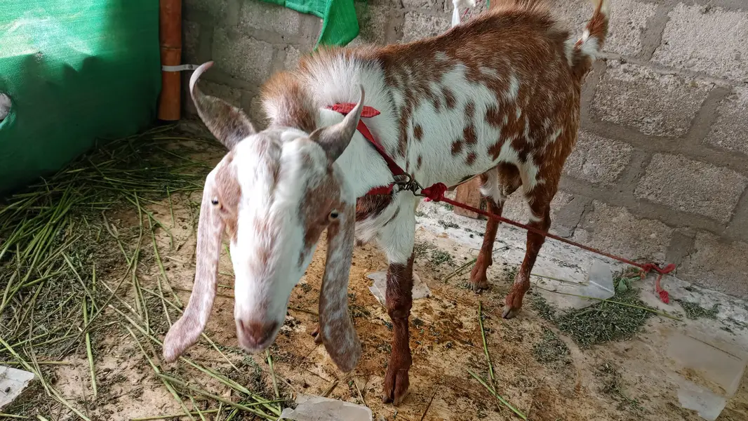 2 pakka dant bakra — photo 2