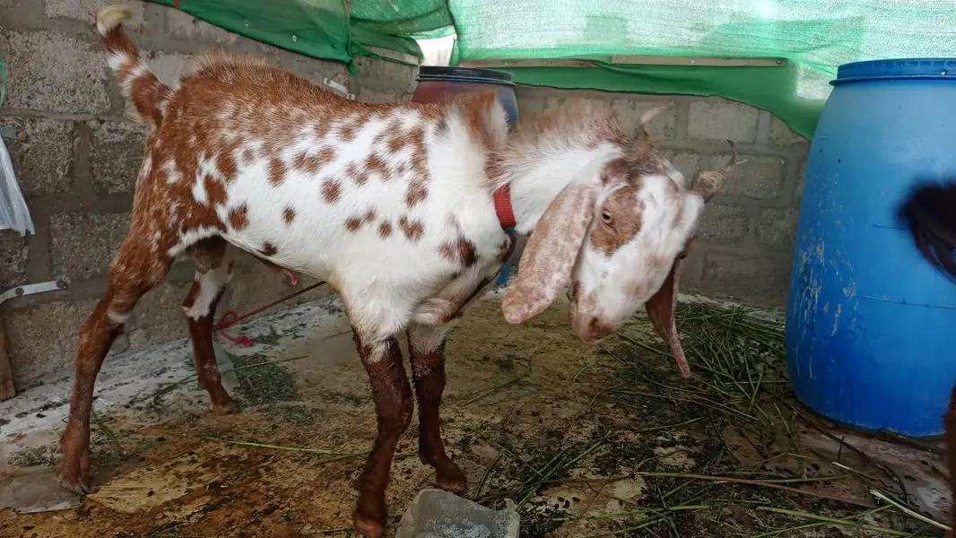 2 pakka dant bakra — photo 3