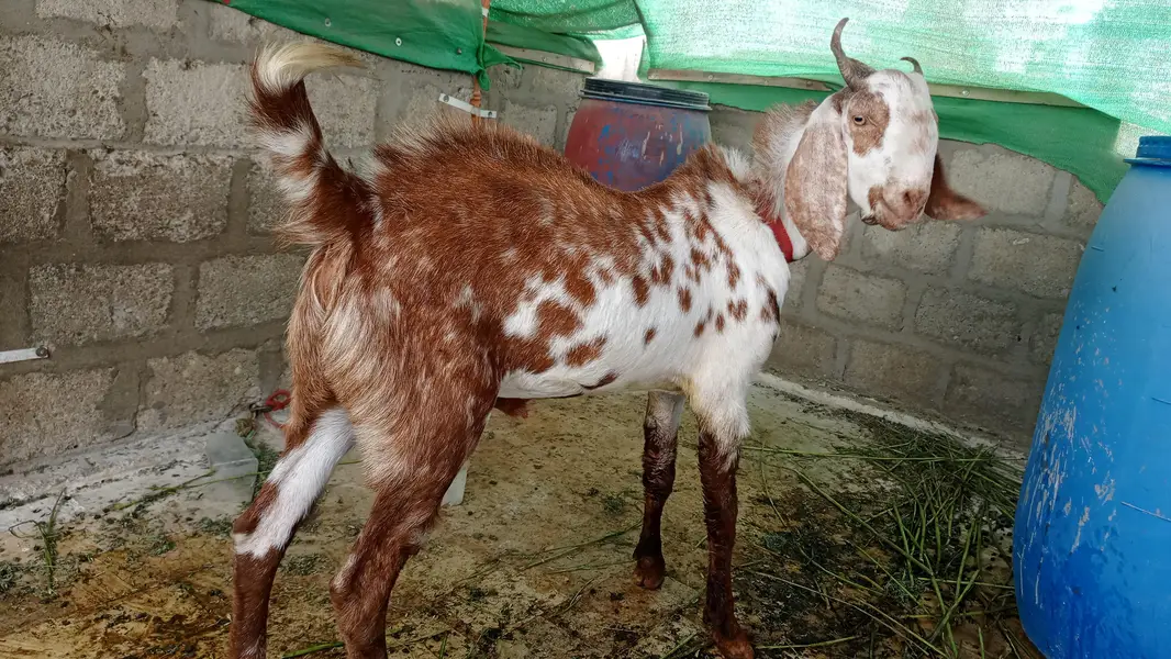 2 pakka dant bakra — photo 4