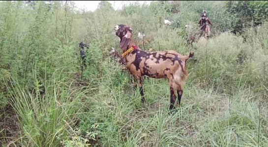 Gujrati beetle goat for sale 2 dant
