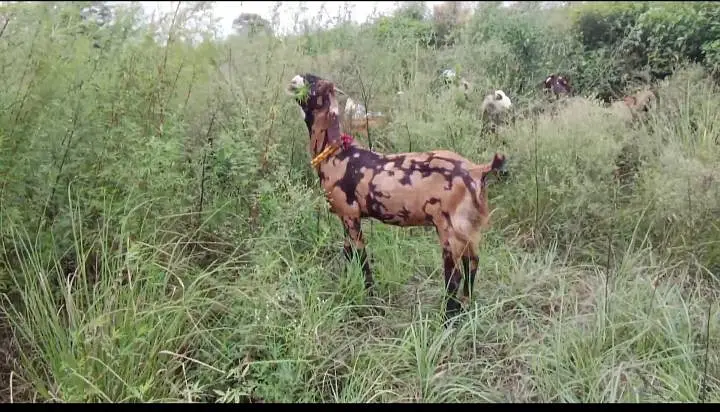 Gujrati beetle goat for sale 2 dant — photo 2