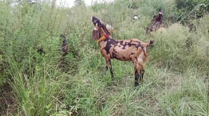 Gujrati beetle goat for sale 2 dant — photo 3