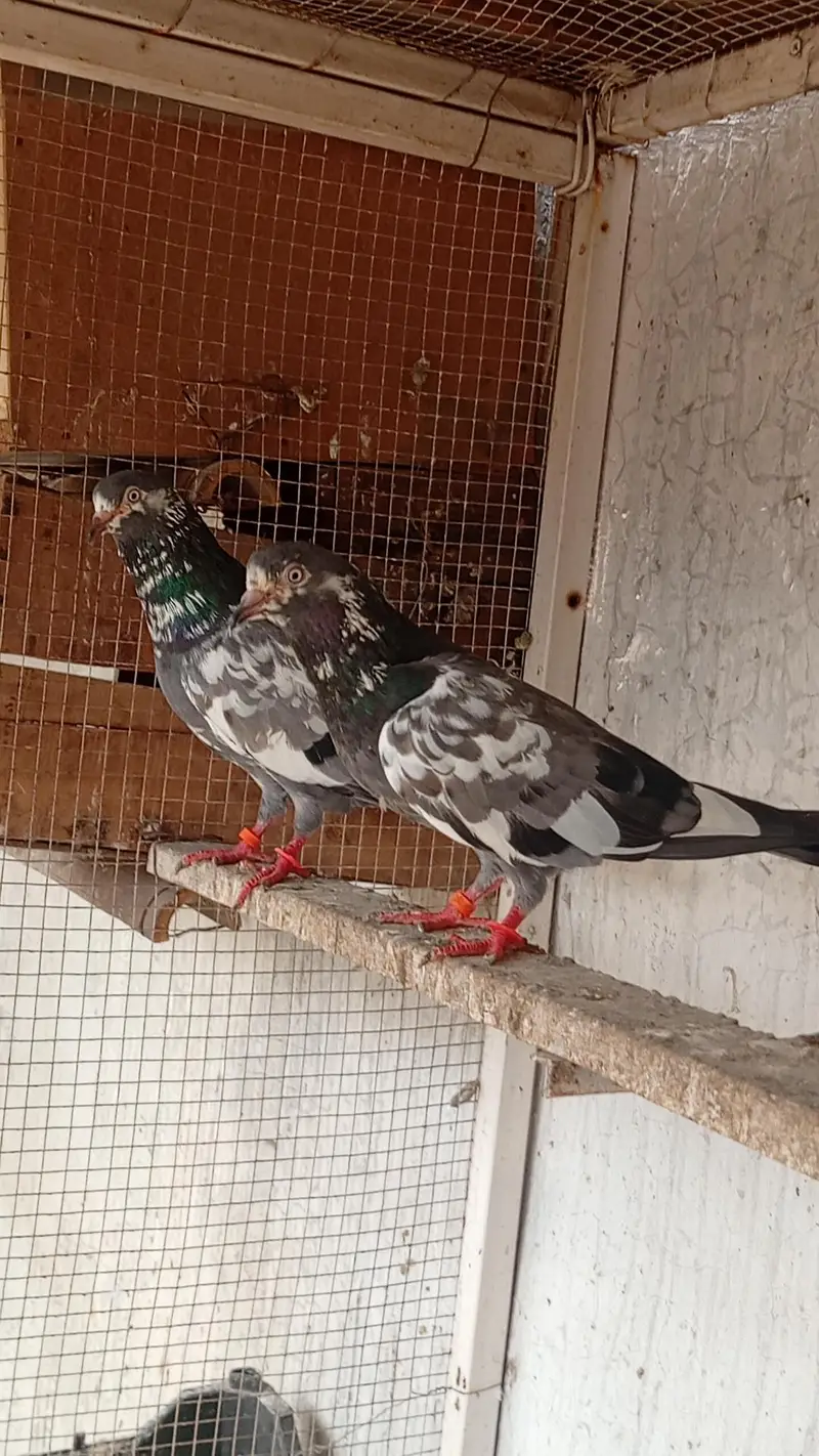 sabaz chena pair for sell — photo 3
