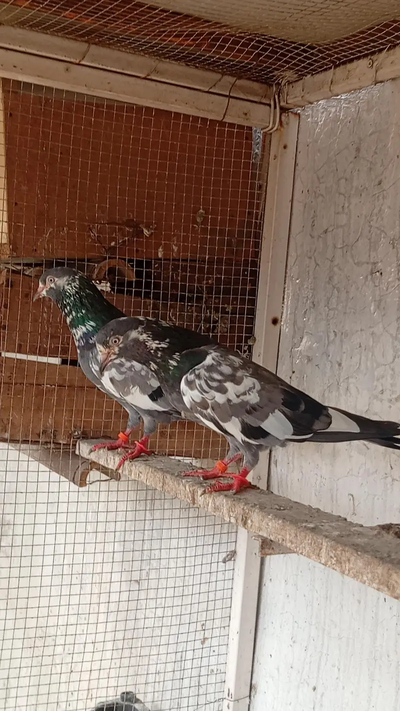 sabaz chena pair for sell — photo 4