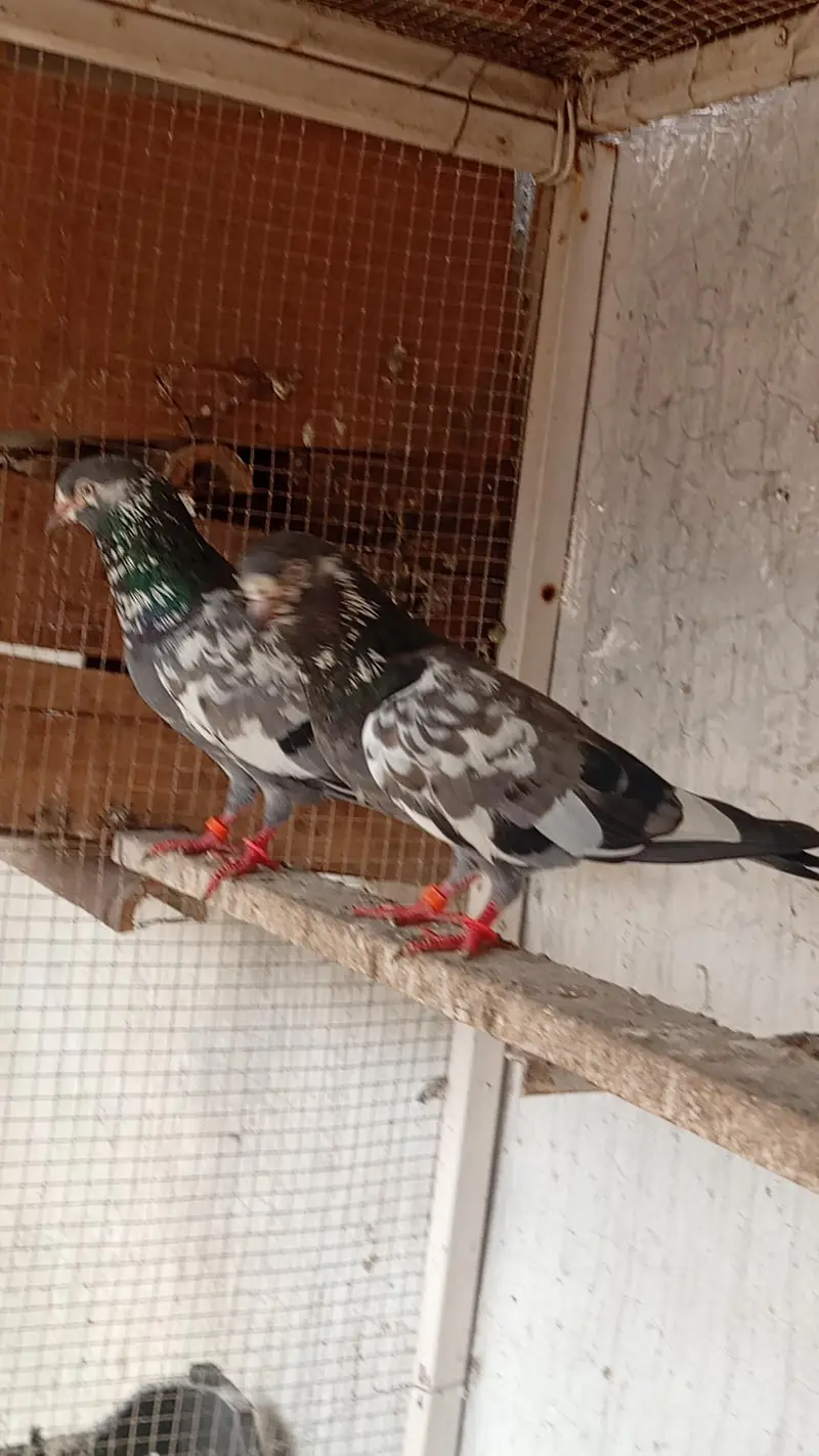sabaz chena pair for sell — photo 5