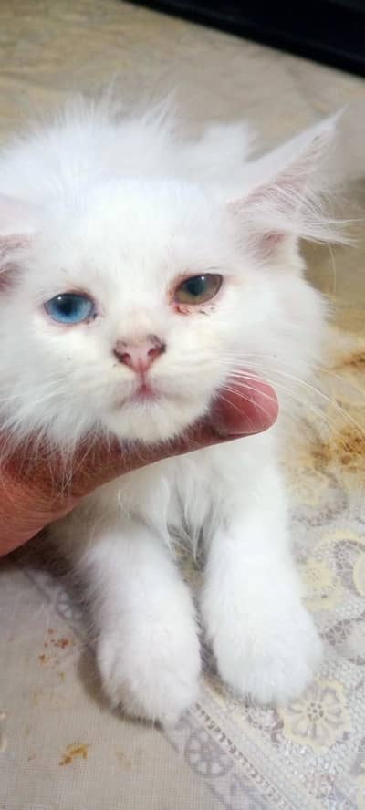 persian cat/odd eyes/friendly/litter trained