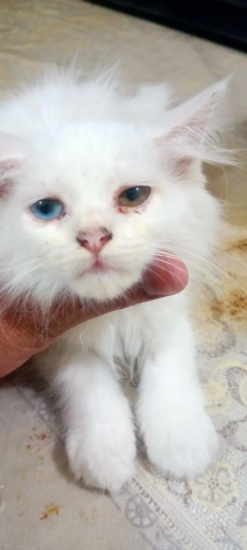 persian cat/odd eyes/friendly/litter trained/white color/multi color — photo 2