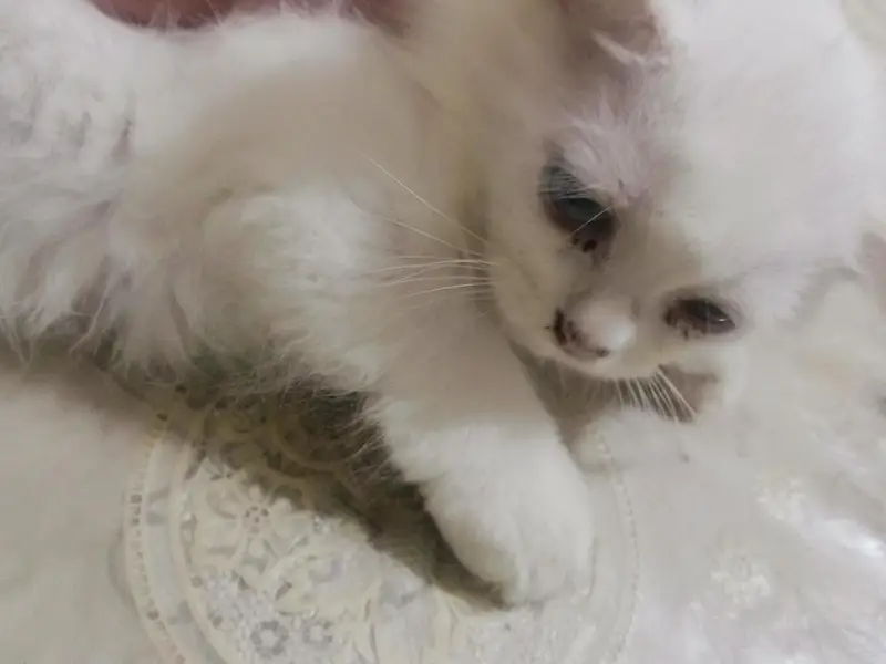 persian cat/odd eyes/friendly/litter trained/white color/multi color — photo 3