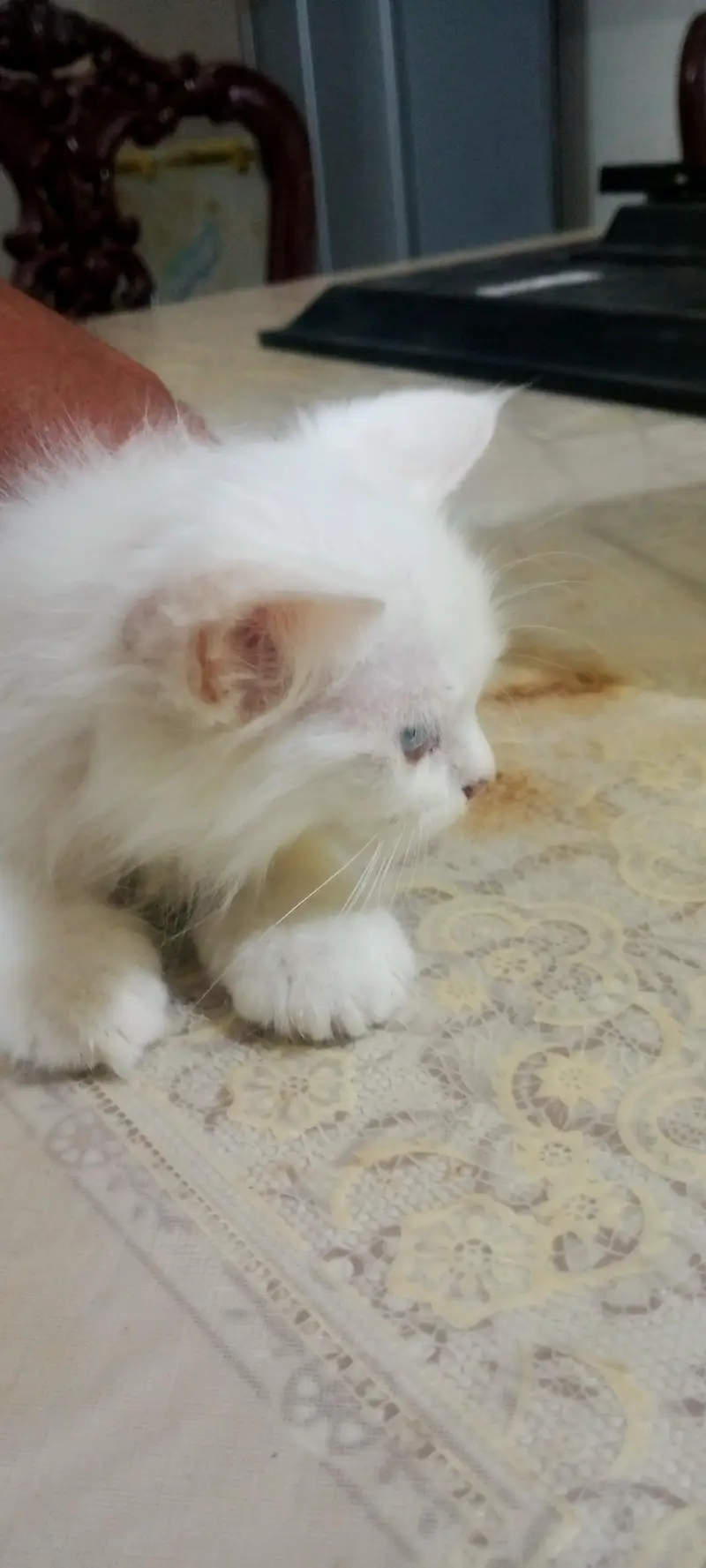 persian cat/odd eyes/friendly/litter trained/white color/multi color — photo 4