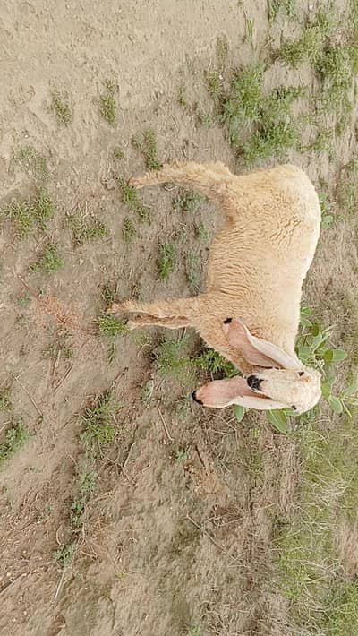 Sheep Female Home Breed