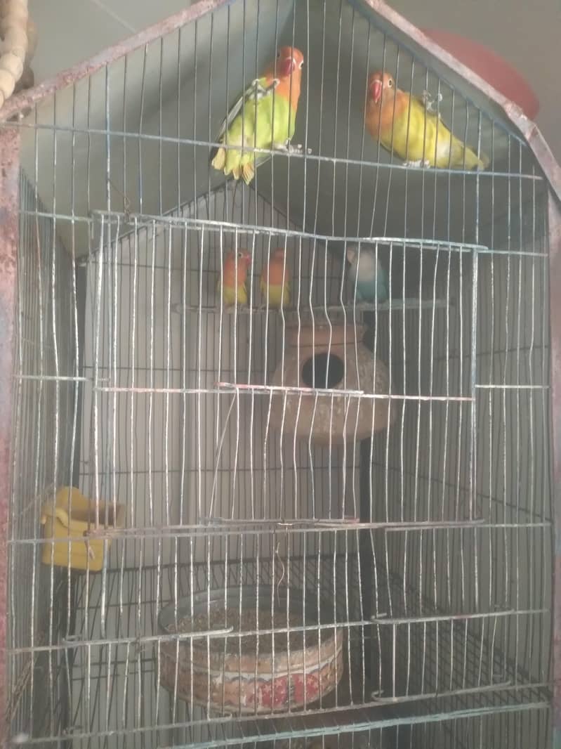 used cage 1