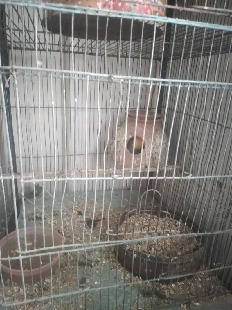 used cage — photo 3