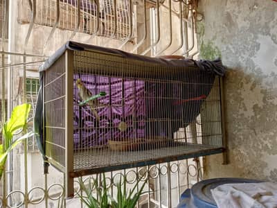 cage for with their shade