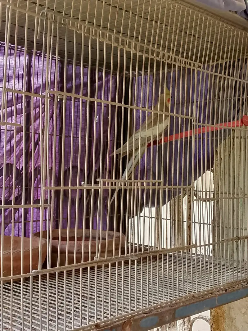 cage for with their shade — photo 3