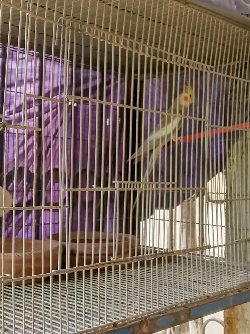 cage for with their shade — photo 4