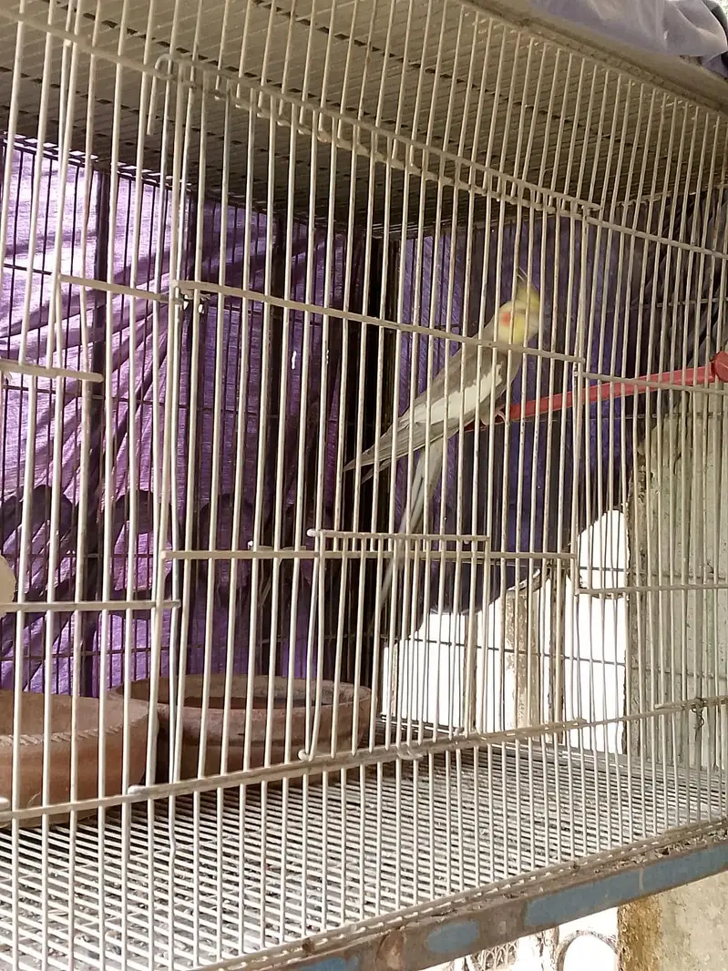 cage for with their shade — photo 5