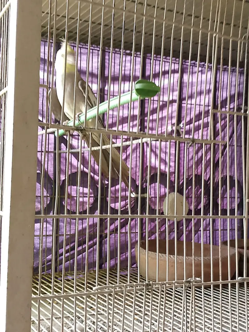 cage for with their shade — photo 6