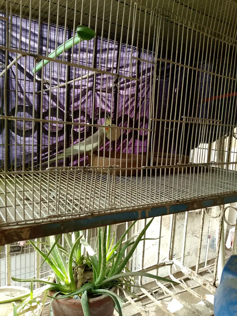 cage for with their shade — photo 7