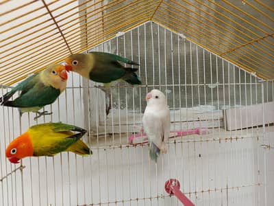 home breed Lovebirds for sale