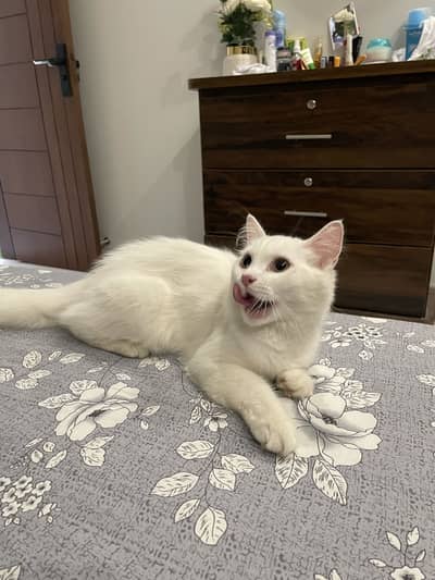 Male persian