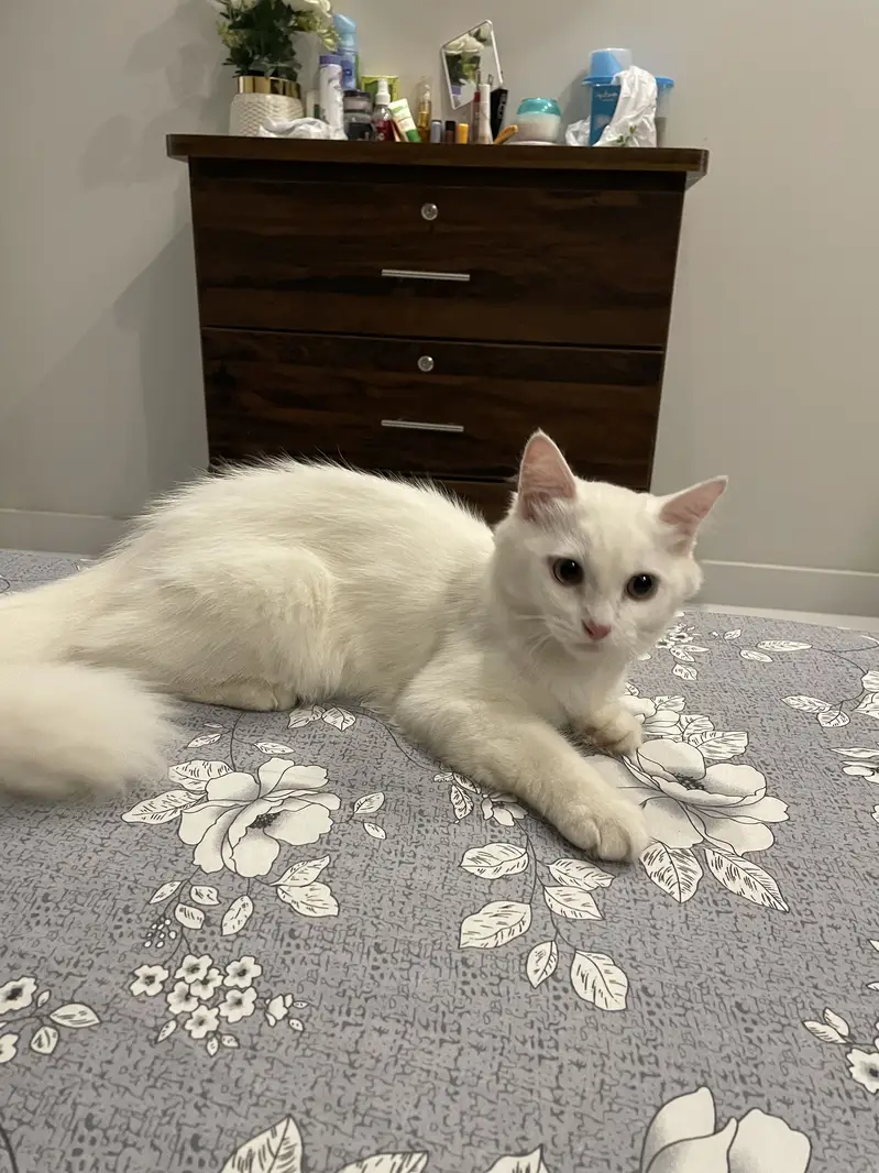 Male persian — photo 2