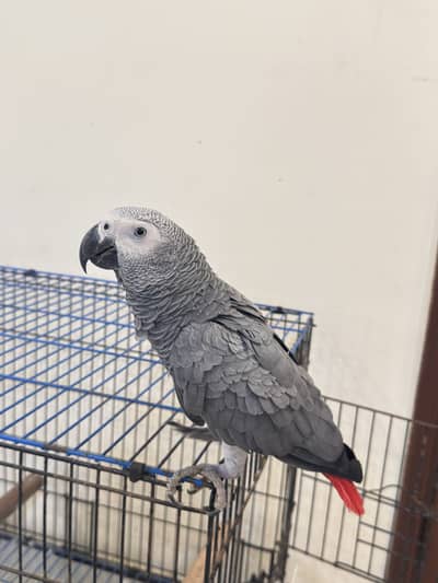 Grey parrot in excellent condition very talkative and young parrot