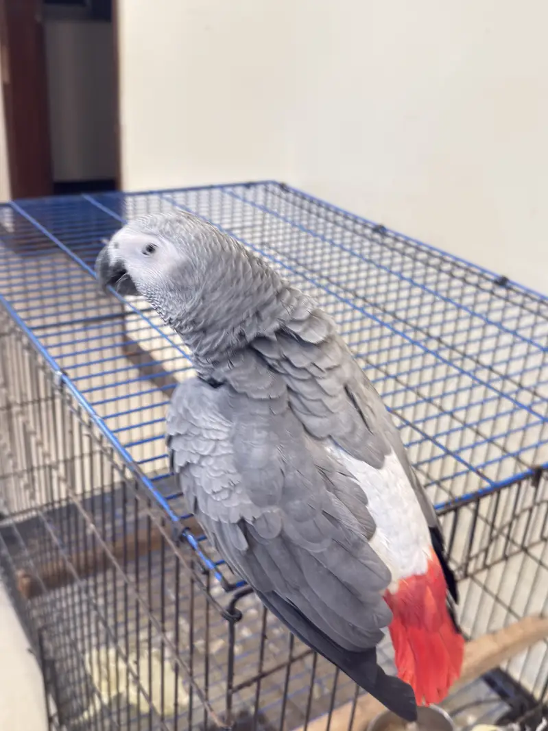 Grey parrot in excellent condition very talkative and young parrot — photo 2