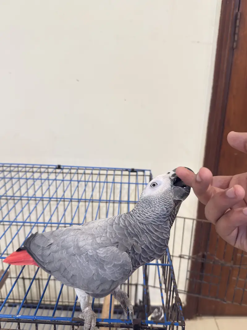 Grey parrot in excellent condition very talkative and young parrot — photo 3