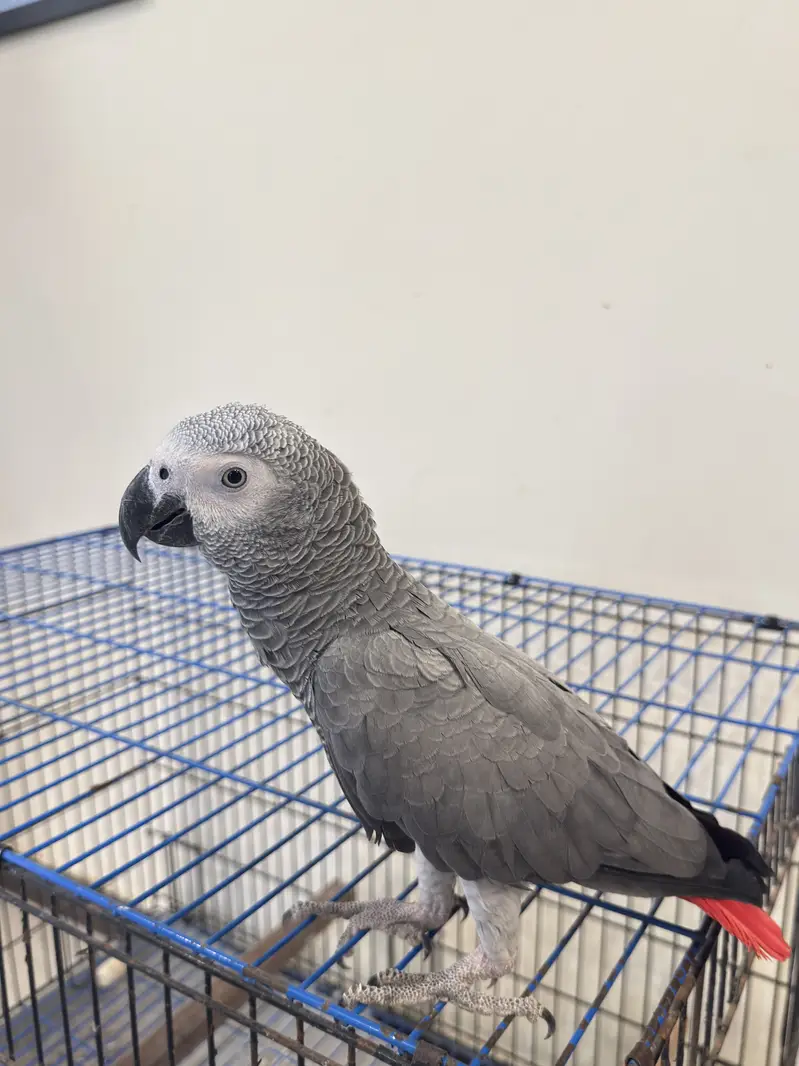 Grey parrot in excellent condition very talkative and young parrot — photo 4