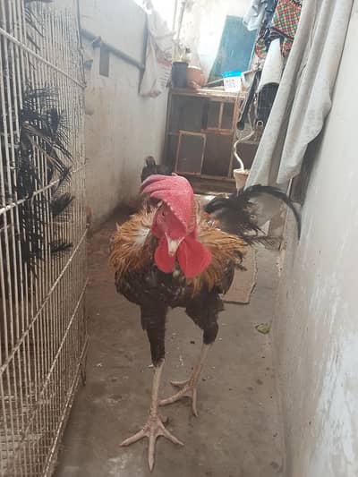 aseel sath mora 2 murge aik murgi