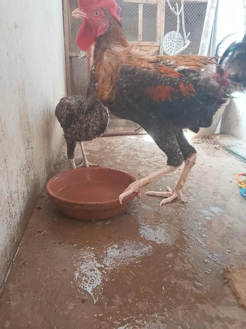 aseel sath mora 2 murge aik murgi — photo 4