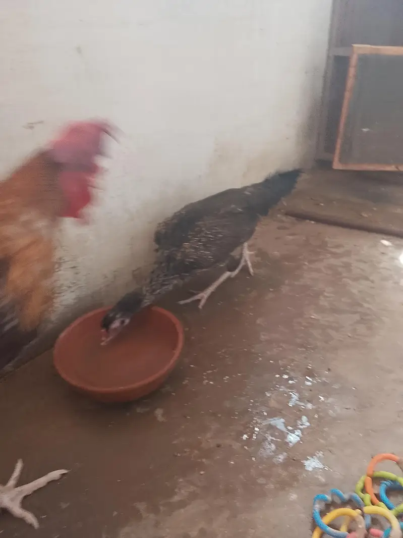 aseel sath mora 2 murge aik murgi — photo 5